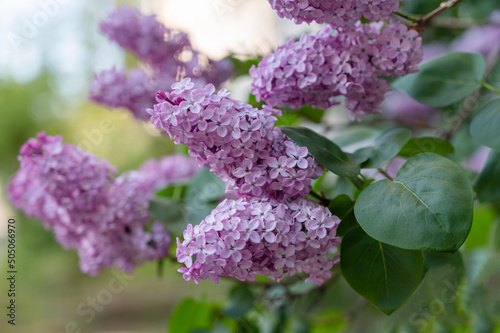 Spring flower blooms. The blooming of the lilac bush. Natural background. Selective focus. No people.