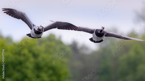 Two Barnacle geese flying photo