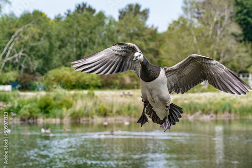 Barnacle goose coming in to land over lake photo