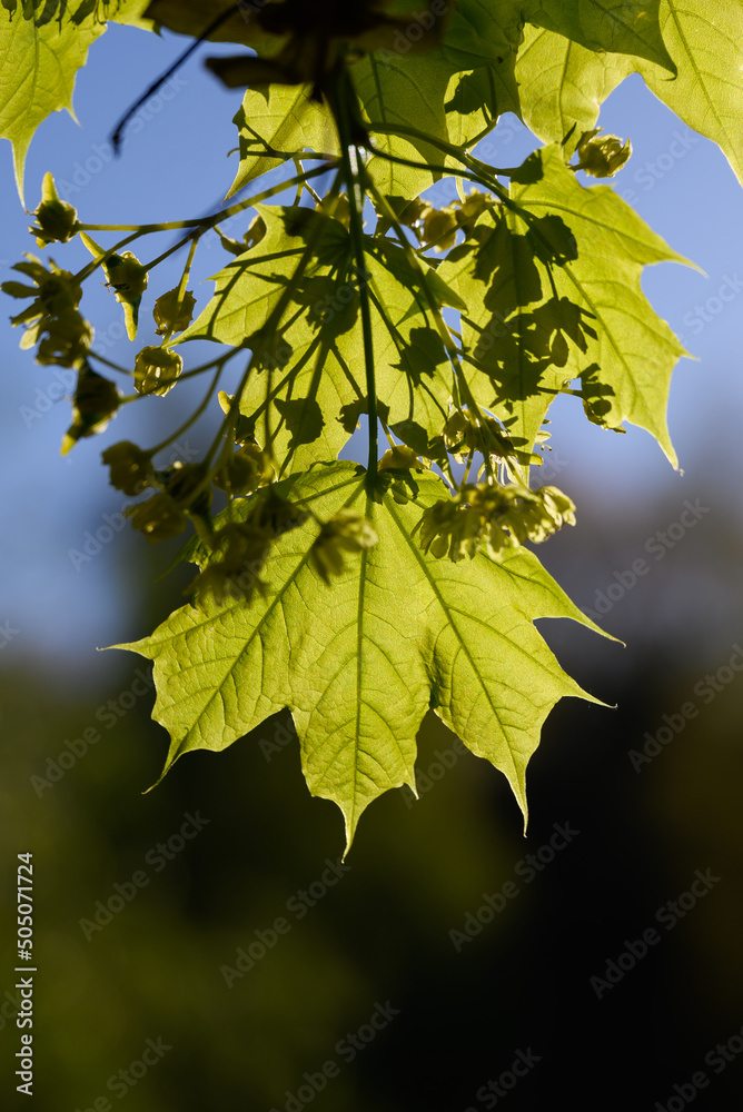 Maple flowers and new leaves in spring sun.
