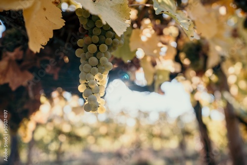 Ripe grape bunch among grapevine leaves at vineyard in warm sunset sunlight. Beautiful clusters of ripening grapes. Winemaking and organic fruit gardening. Close up. Selective focus.