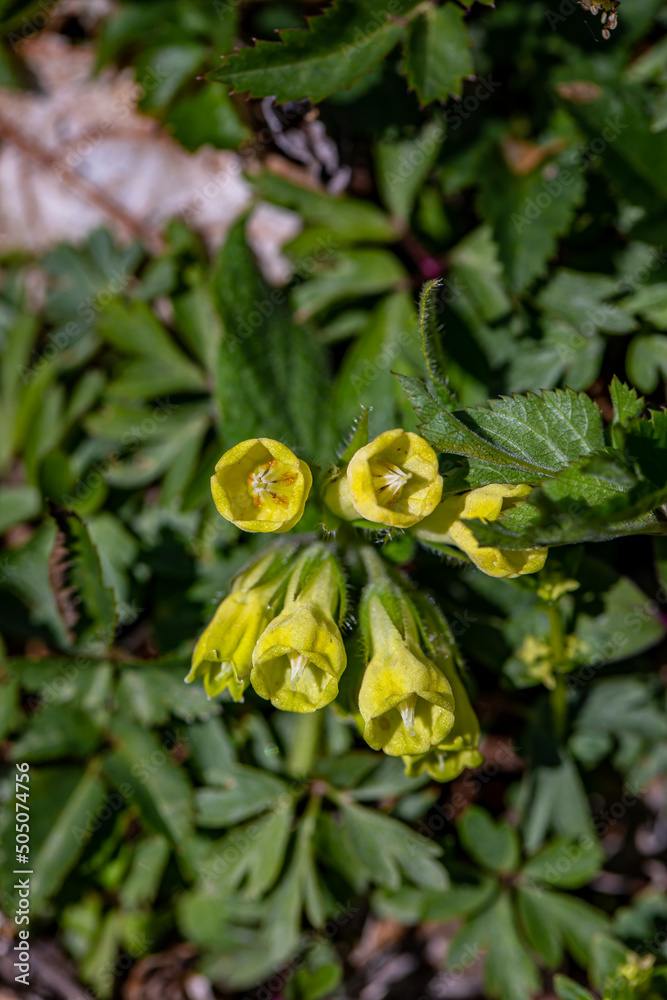 Fototapeta premium Symphytum tuberosum flower growing in meadow, close up shoot 
