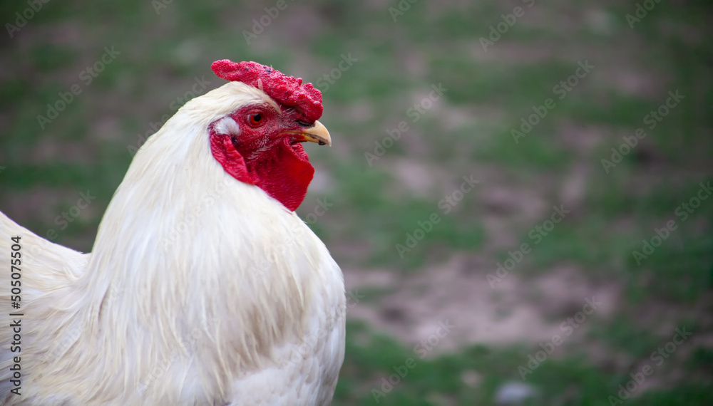The head of a white rooster