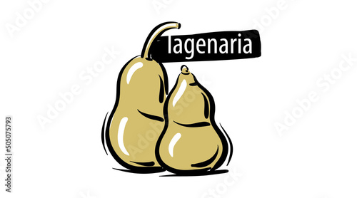 Drawn lagenaria isolated on a white background