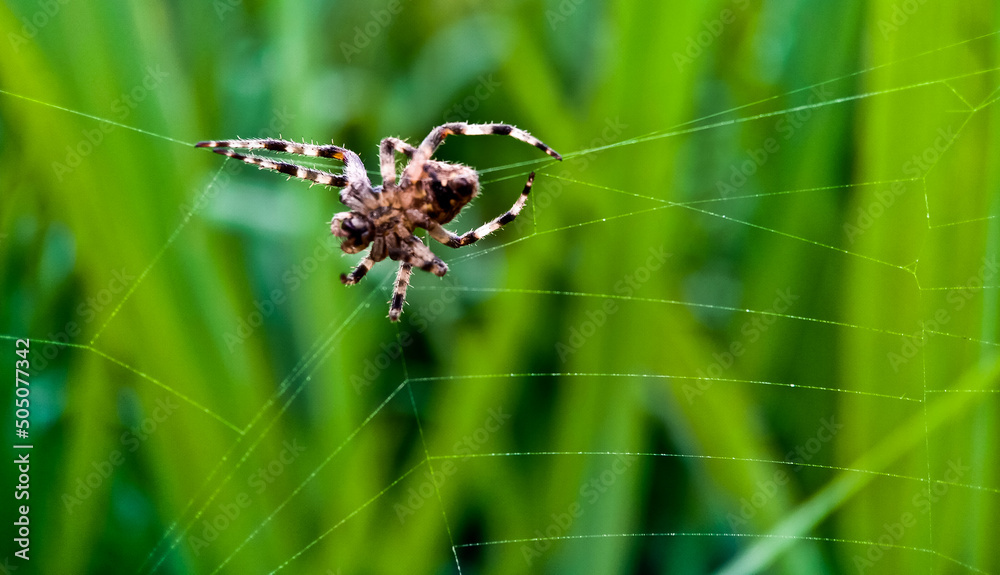 Close-up of insect on leaf.
amazing view of spiders making their nests as prey traps
Close-up of insect on leaf.
amazing view of spiders making their nests as prey traps