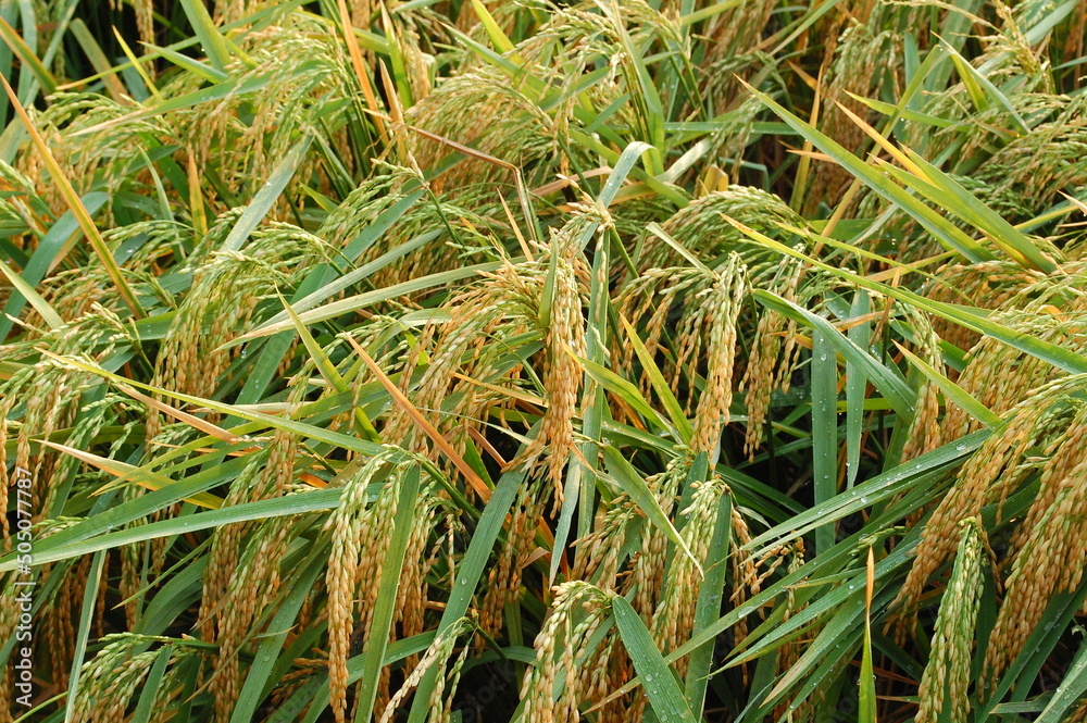 Rice field. Closeup of yellow paddy rice field with green leaf and ...
