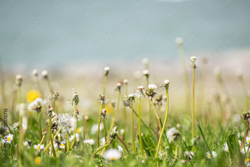 coucher dans l'herbe au printemps Stock Photo | Adobe Stock