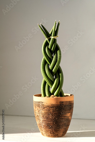 A green cozy plant, woven into a pigtail. photo