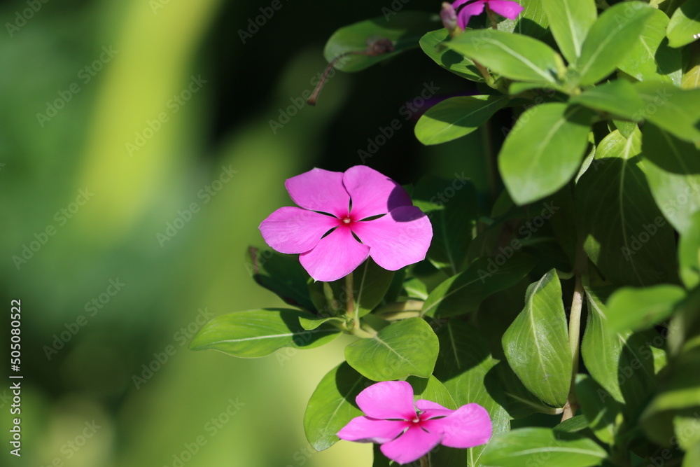 Vinca is a genus of flowering plants in the family Apocynaceae, native to Europe, northwest Africa and southwest Asia. The English name periwinkle is shared with the related genus Catharanthus.