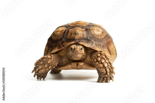 Turtle (Centrochelys sulcata) isolated on white background