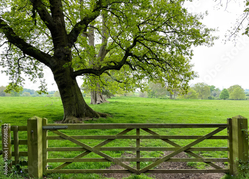 The beautiful grounds of Baddesley Clinton featuring bluebells, oak trees, gates, paths, stone buildings photo