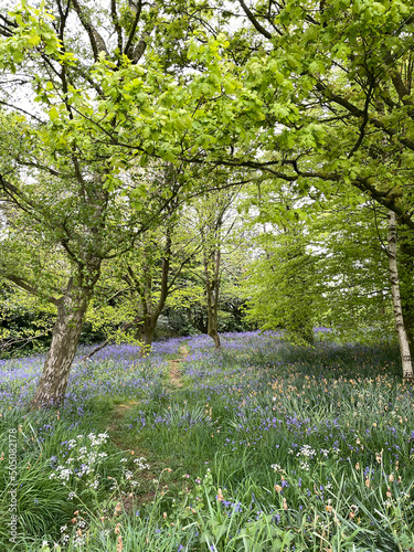 Fototapeta Naklejka Na Ścianę i Meble -  The beautiful grounds of Baddesley Clinton featuring bluebells, oak trees, gates, paths, stone buildings