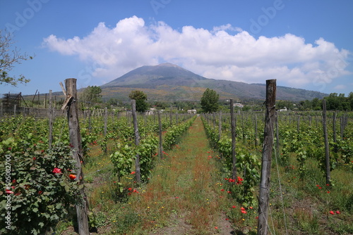A vineyard on the slopes of Vesuvius, a volcano in the territory of Naples in Italy.