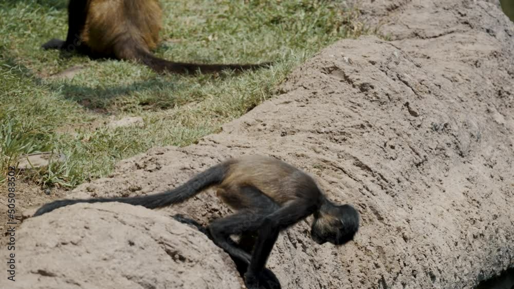 Juvenile Ateles Geoffroyi Trying To Pick Up The Stick On The Water While Its Tail Clinging On The Rock - close up