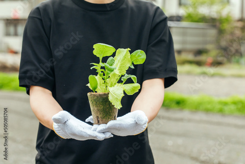 野菜の苗を持つ女性の手　Kitchen garden photo