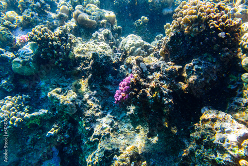 Fototapeta Naklejka Na Ścianę i Meble -  Colonies of the corals at coral reef in Red sea