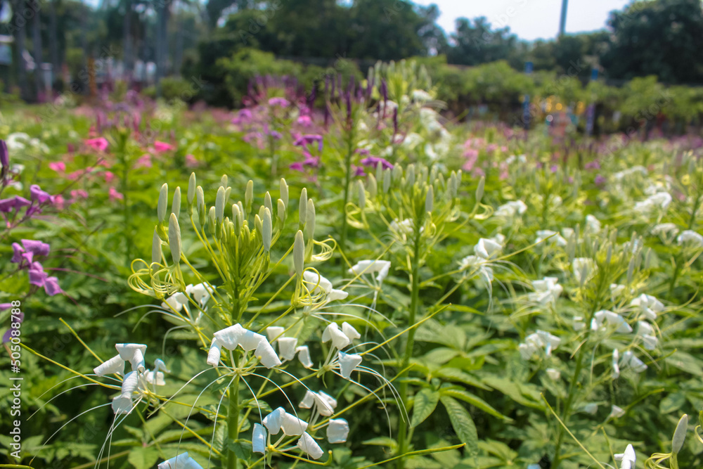 Fototapeta premium field of flowers