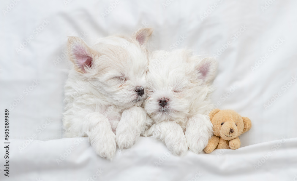 Two Maltese puppies wearing santa hat sleep on a bed at home with box
