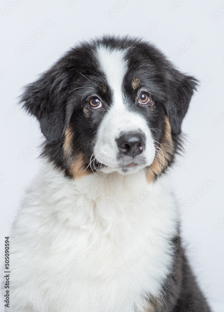 Happy young Australian Shepherd dog with tongue out on gray background