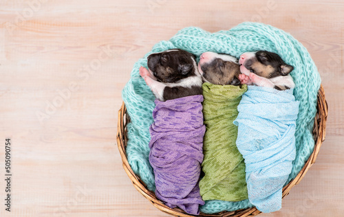 Three tiny cozy newborn Bull terrier puppies wrapped like babies sleep in a basket. Top down view. Empty space for text photo