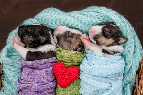 Three tiny cozy newborn Bull Terrier puppies wrapped like babies sleep inside a basket with red heart. Top down view photo