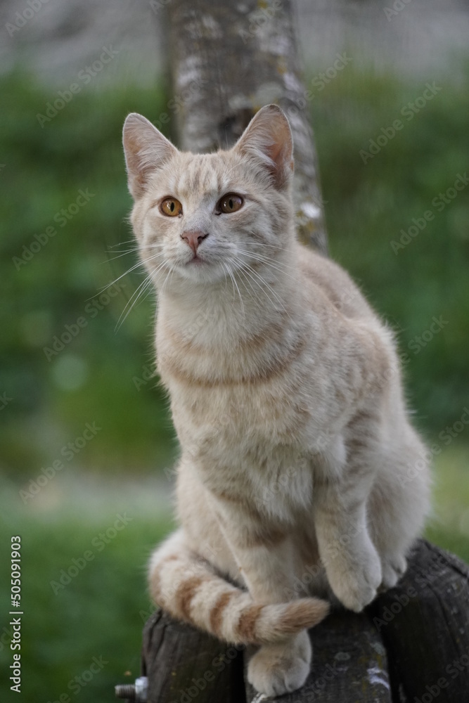 Curios cat looking straight in the camera 