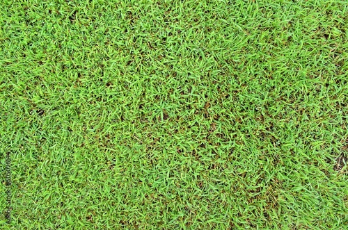 green grass background