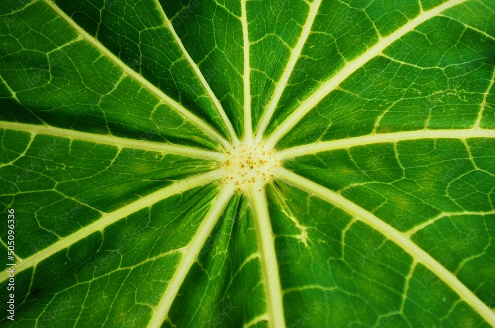 close up of a leaf, leafe macro. close up of a leaf, leafe macro.