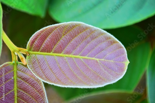 green leaf pattern background, Leaf leaves, complete leaf.