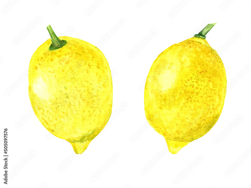 Watercolor lemons set. Isolated  fruits illustrations on white background. Hand drawn painting