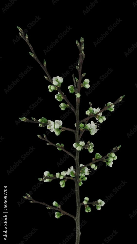 Time lapse of blooming plum tree branch, vertical