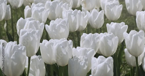 White tulips buds close-up in spring morning. Wind swaving blooming white flowers in green grass. Floral garden background at sunny springtime. Fresh natural tulip field in sun. 4k beauty nature photo