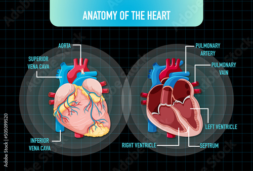 Human internal organ with heart