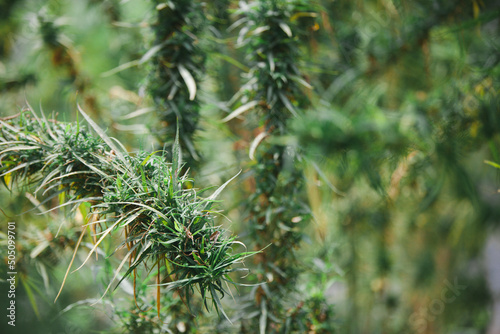 cannabis buds/plant cannabis, Marijuana flowers. Growing cannabis