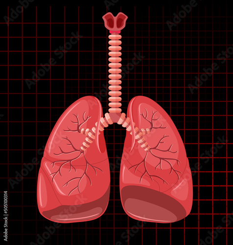 Human internal organ with lungs