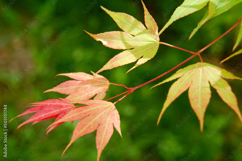 紅葉の始まり 紅葉の始まり