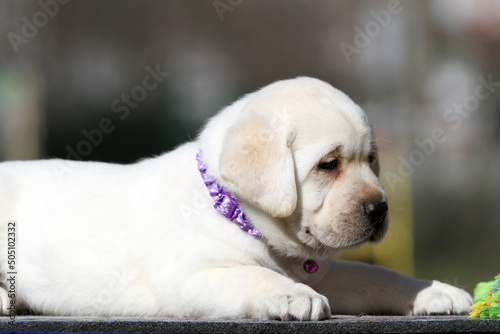 yellow labrador puppy on the blue background