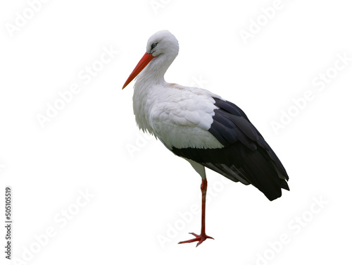 stork stands on one leg isolated on white background