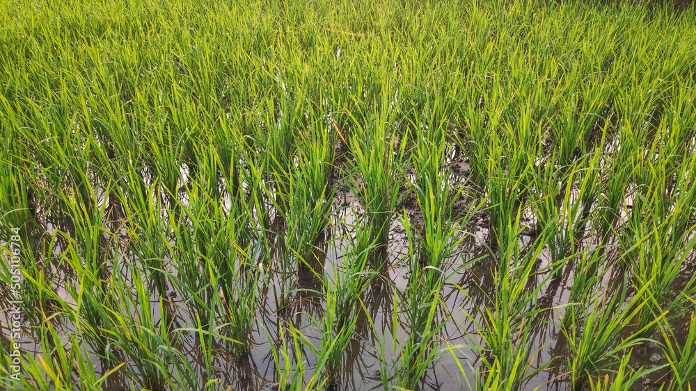 rice field rice field