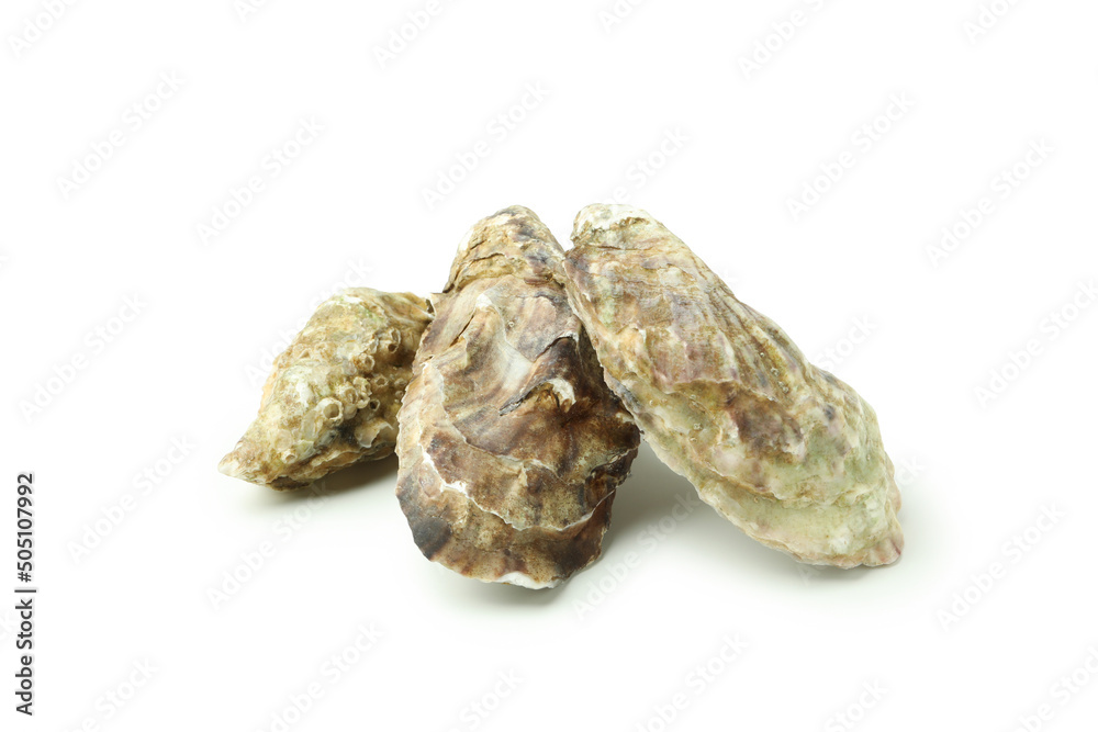 Concept of delicious seafood, oysters isolated on white background