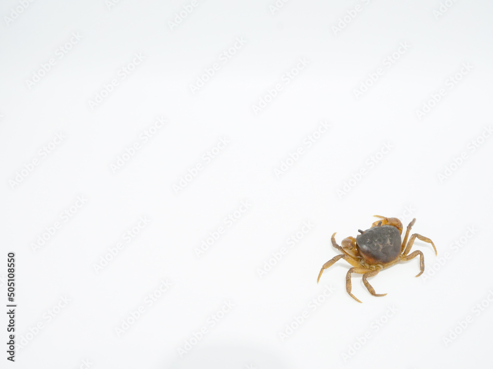 上から見たサワガニ 上から見たサワガニ