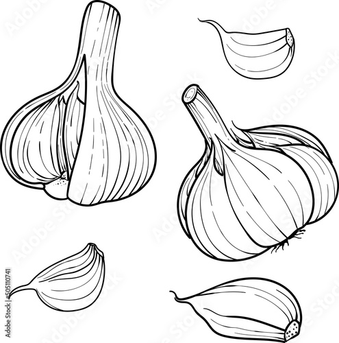 Hand drawn vector illustration garlic . Set head and clove of garlic. isolated on a white background.  sketch of food