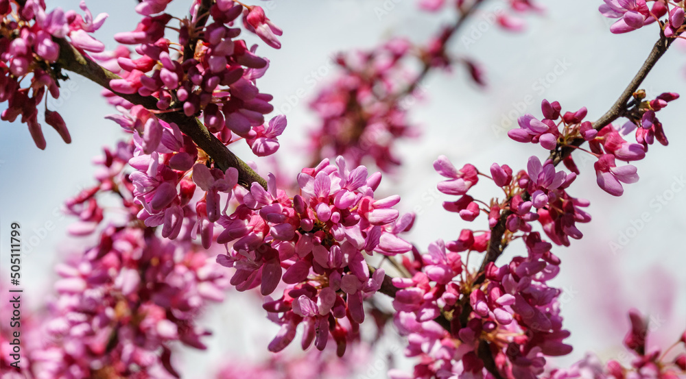 Eastern Redbud, or Eastern Redbud Cercis canadensis purple spring blossom in sunny day. Close-up of Judas tree pink flowers. Selective focus. Nature concept for design. Eastern Redbud, or Eastern Redbud Cercis canadensis purple spring blossom in sunny day. Close-up of Judas tree pink flowers. Selective focus. Nature concept for design.
