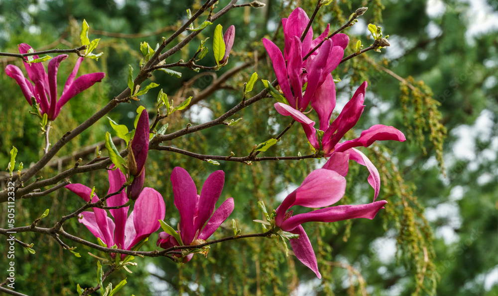 Large pink flowers Magnolia Susan (Magnolia liliiflora x Magnolia stellata). Beautiful blooming in spring garden. Selective focus. Nature concept for design. Large pink flowers Magnolia Susan (Magnolia liliiflora x Magnolia stellata). Beautiful blooming in spring garden. Selective focus. Nature concept for design.
