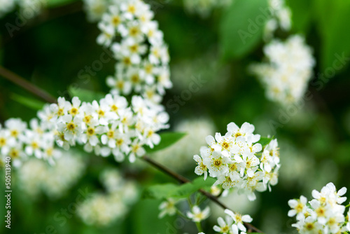 Branches of flowering bird cherry trees in close-up. white Prunus padus flowers with green foliage on a bokeh background. Spring blooming 