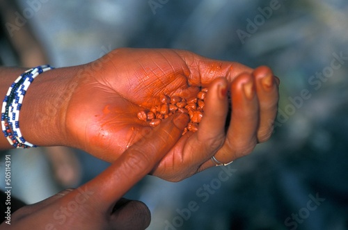Hand of an indian holding Bixa orellana seeds, also known as achiote, urucu, urucum or anatto, used to make red pigment in the Brazilian Amazon. photo