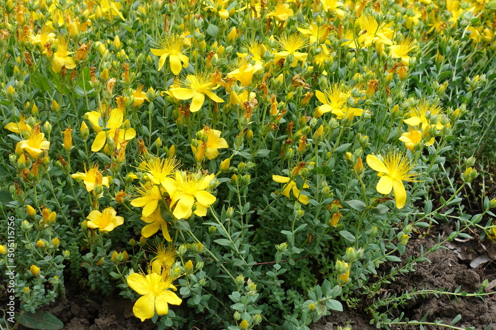 Obraz premium St. John's wort with yellow flowers in June