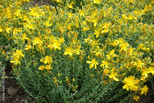 Fototapeta Naklejka Na Ścianę i Meble -  Numerous yellow flowers of St. John's wort in June