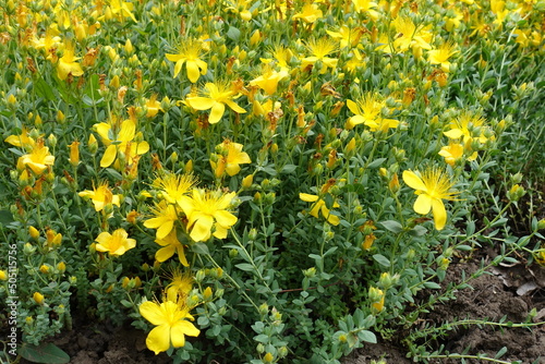 St. John's wort with yellow flowers in June photo