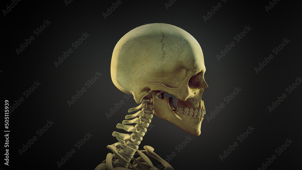 Human skull anatomy animation background loopable Stock Illustration ...